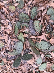 Opuntia mesacantha