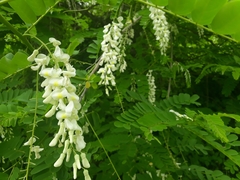 Gliricidia brenningii