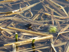 Procambarus gracilis