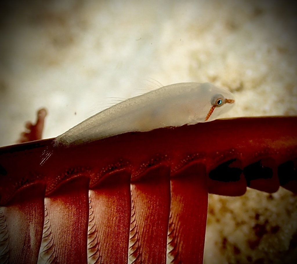 Eyebar Coralgoby