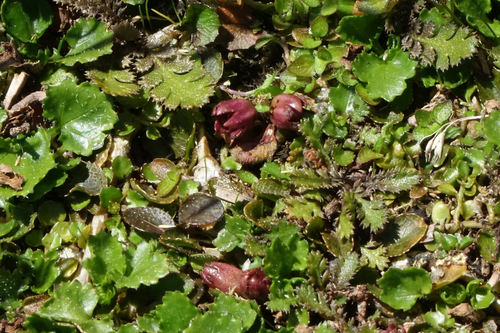 Mazus arenarius, photograph 5
