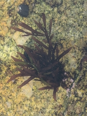 Prionitis lanceolata