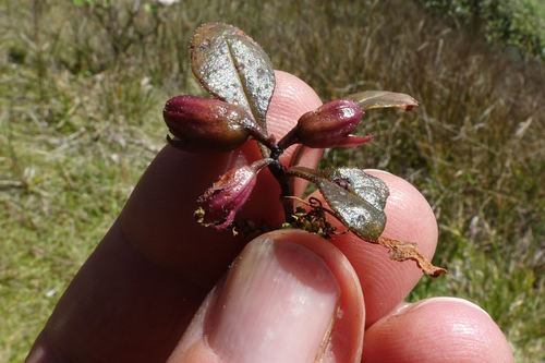 Mazus arenarius, photograph 6