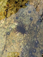 Prionitis lanceolata
