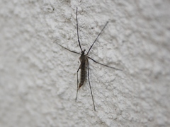 Tipula pagana