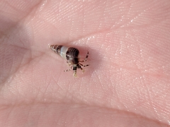 Pagurus hirsutiusculus