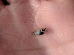 Pagurus hirsutiusculus