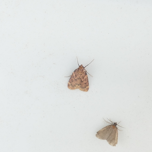 Grease Moth photo 4