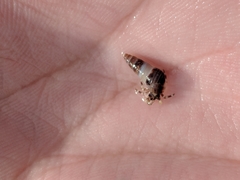 Pagurus hirsutiusculus