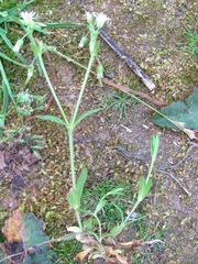 Cerastium brachypodum