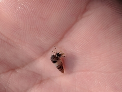 Pagurus hirsutiusculus