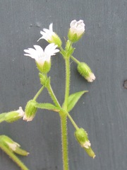 Cerastium brachypodum