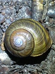 Helminthoglypta tudiculata grippii
