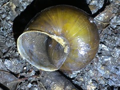 Helminthoglypta tudiculata grippii