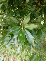 Quercus laurina