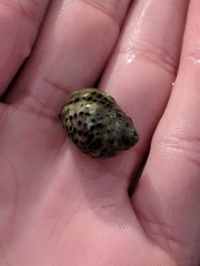 Acanthinucella punctulata