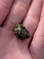 Acanthinucella punctulata