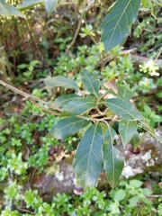 Quercus laurina