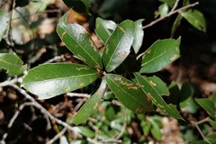 Quercus laurina