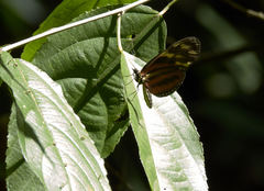Heliconiini
