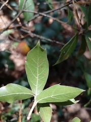 Quercus laurina