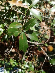 Quercus laurina