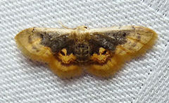 Idaea scintillularia