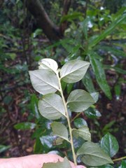 Cotoneaster simonsii