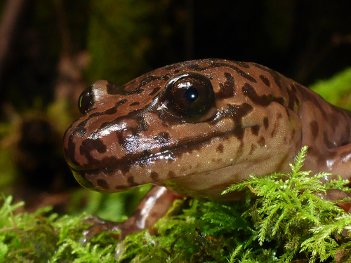 California Giant Salamander