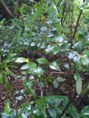 Cotoneaster simonsii