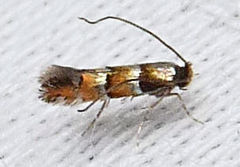 Chrysaster ostensackenella