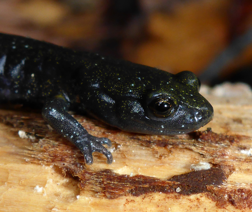 Speckled Black Salamander