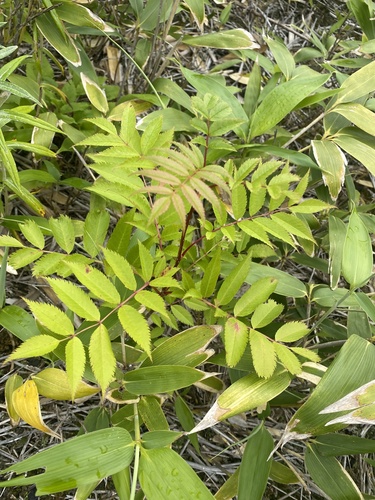 Japanese rowan (Sorbus commixta)