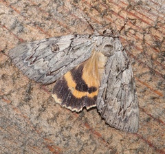 Catocala subnata