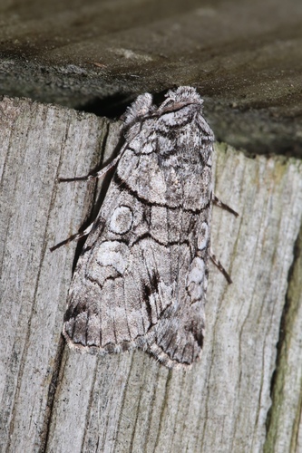 Fringe-tree Sallow photo 3