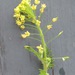 Western Tansymustard - Photo (c) Chuck Sexton, some rights reserved (CC BY-NC)