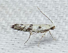 Argyresthia austerella