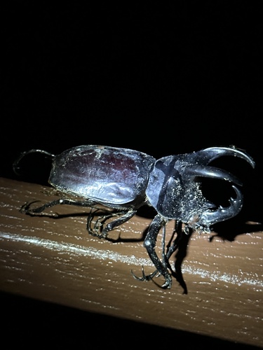 Moellenkampi Beetle