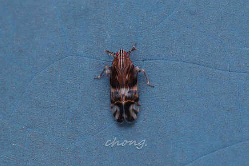 Sogatopsis pratti observed 2023-07-13