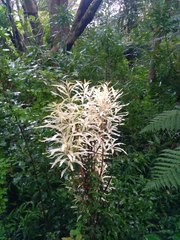 Embothrium coccineum