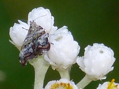 Choreutis diana