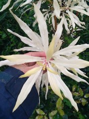 Embothrium coccineum