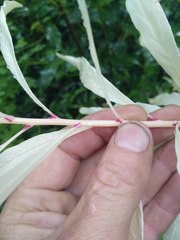 Embothrium coccineum