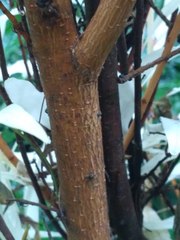 Embothrium coccineum