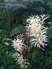 Embothrium coccineum