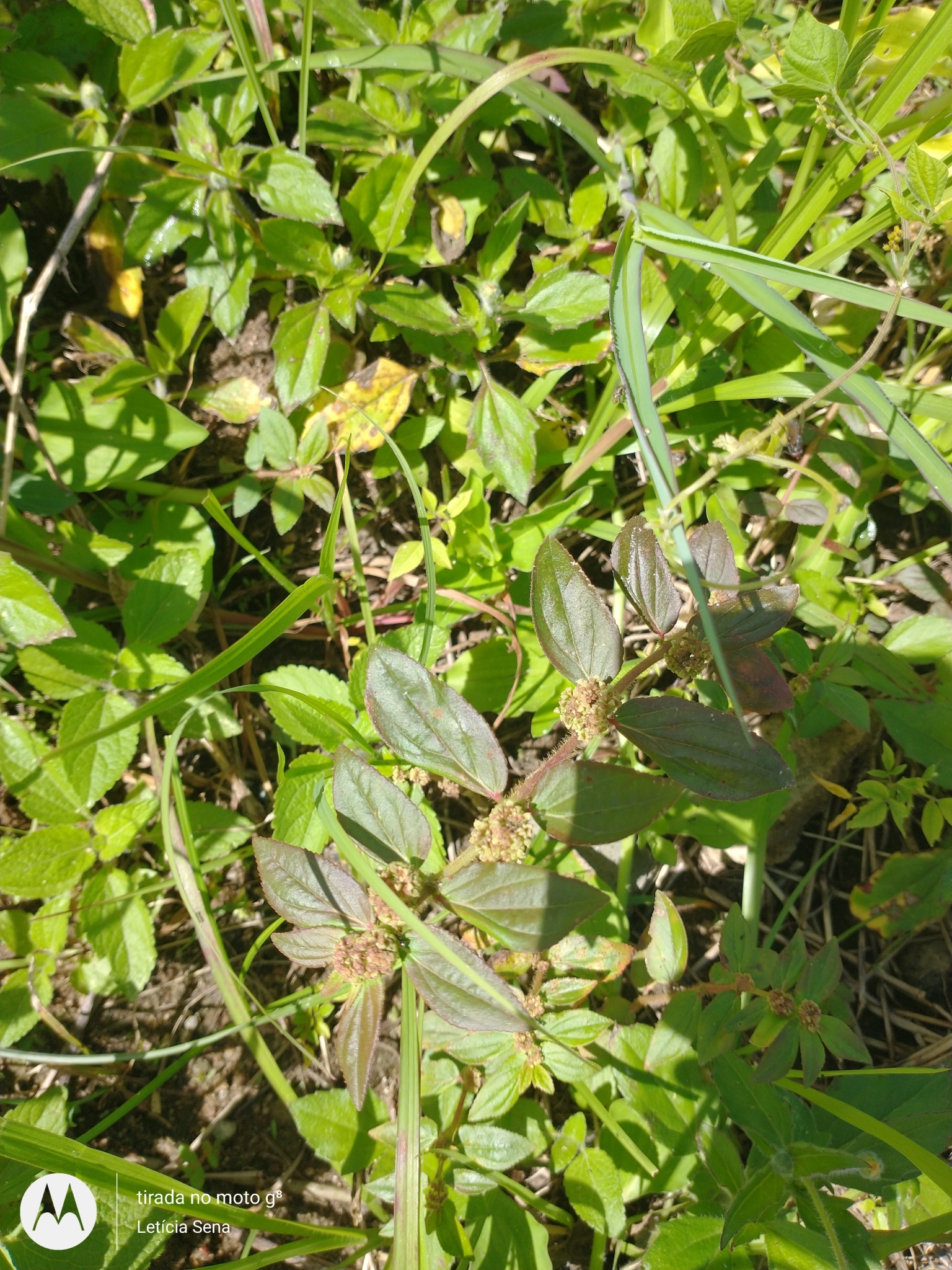 Euphorbia hirta