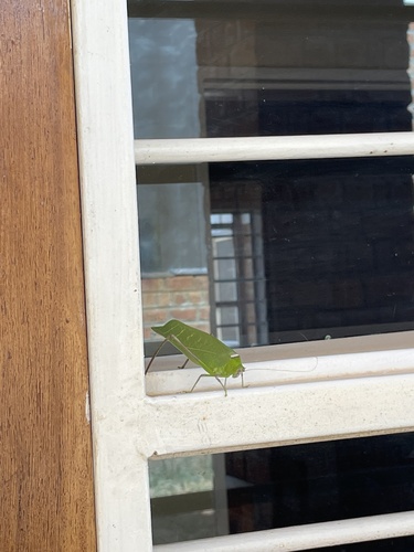 Giant Leaf Katydid