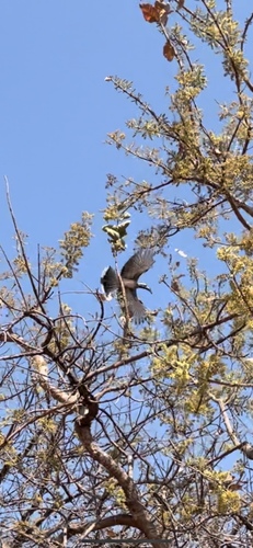 African Gray Hornbill