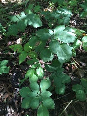 Pachysandra procumbens