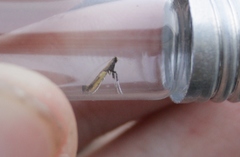 Caloptilia azaleella